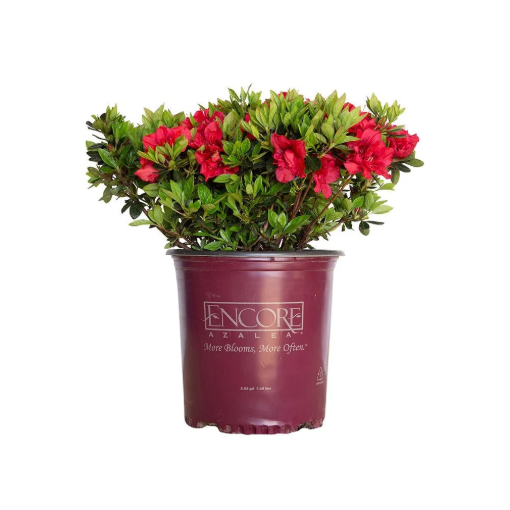 Bild von Azalea Encore Autumn Fire ®