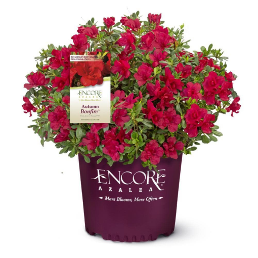 Bild von Azalea Encore Bon Fire ®
