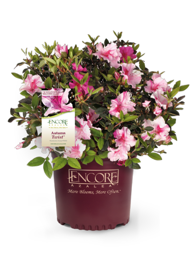 Bild von Azalea Encore Autumn Twist ®