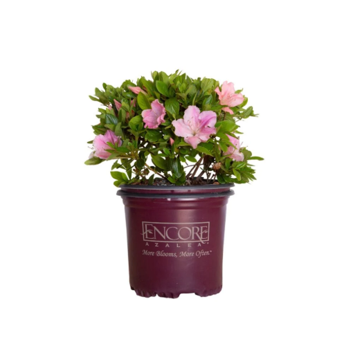 Bild von Azalea Encore Autumn Sweetheart ®