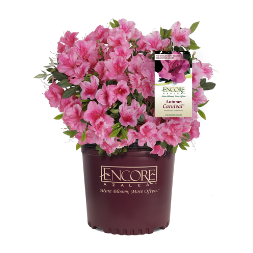 Bild von Azalea Encore Autumn Carnival ®