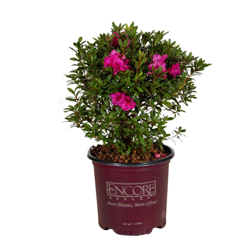 Bild von Azalea Encore Autumn Jewel ®