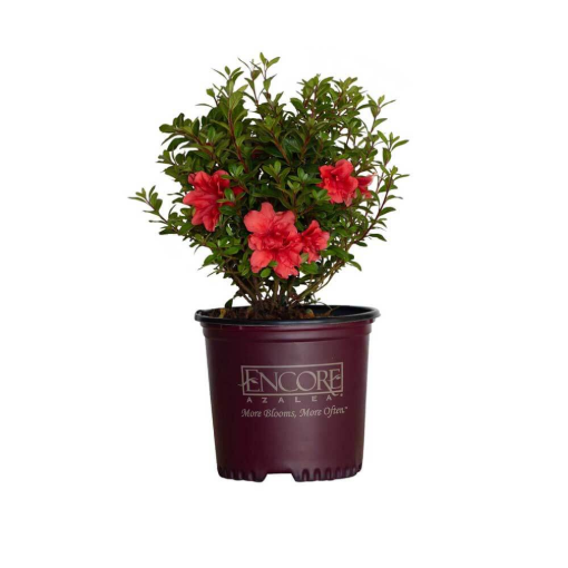 Bild von Azalea Encore Autumn Princess ®