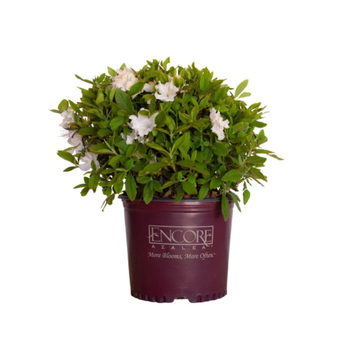 Bild von Azalea Encore Autumn Lily ®