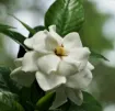 Bild von Gardenia jasminoides Double MInt