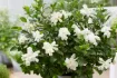 Bild von Gardenia jasminoides Double MInt