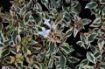 Bild von Abelia grandiflora Confetti ®