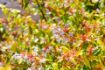 Bild von Abelia grandiflora Kaleidoscope ®