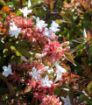 Bild von Abelia grandiflora Magic Daydream ®