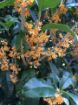 Bild von Duftblüte – Olea fragrans Orange Beauty